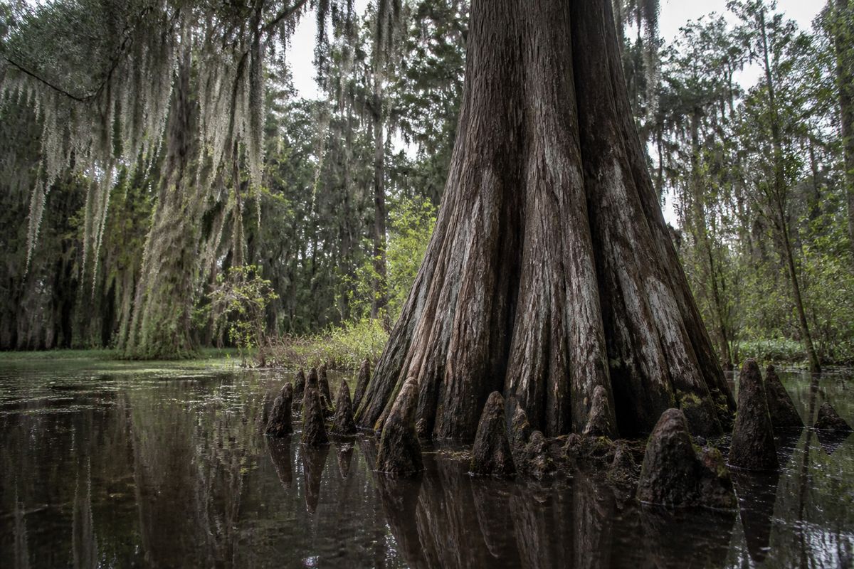 Best Trees for Florida