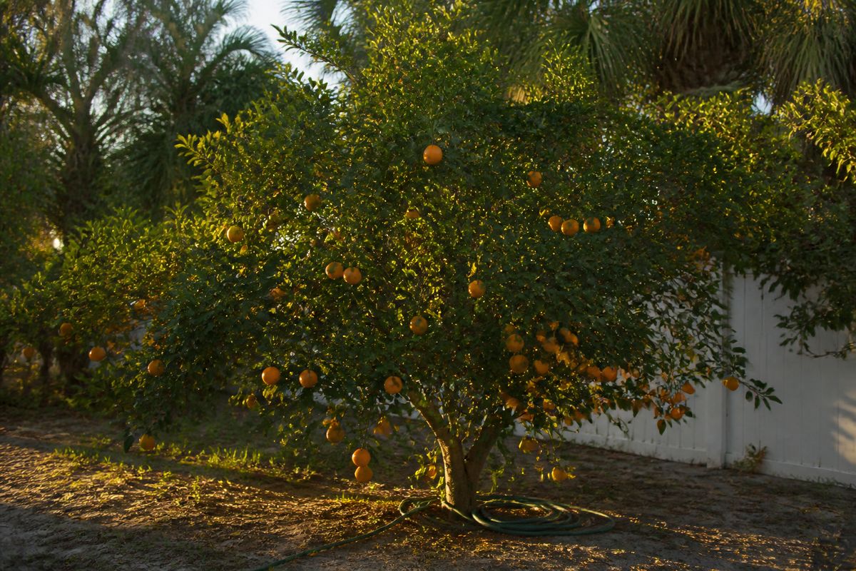 How to Grow Citrus in Florida: A Homeowner's Overview