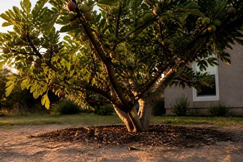 Best Fruit to Grow in Central Florida