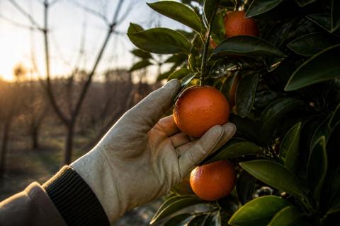 Best Fruit Tree for North Florida