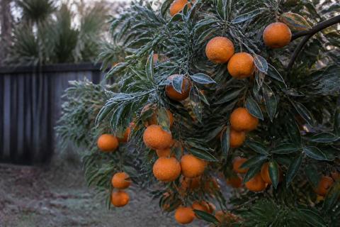 Best Plants to Grow in Florida for Every Region