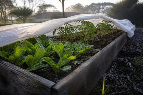 Central Florida Vegetable Planting Calendar