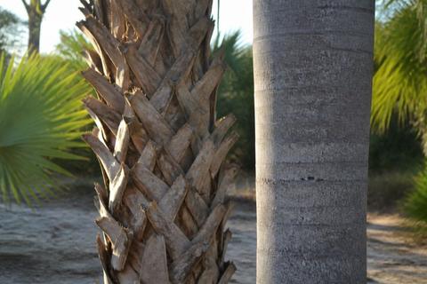 Florida Palm and Tree Identification: Species, Clues, and Care