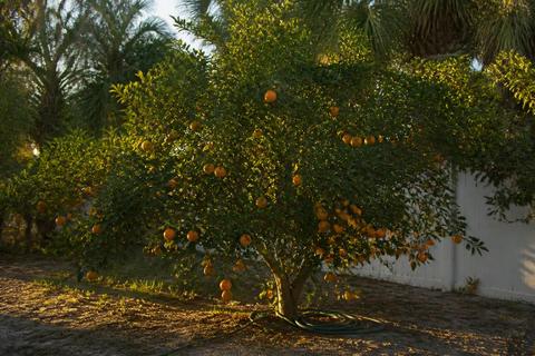 How to Grow Citrus in Florida: A Homeowner's Overview