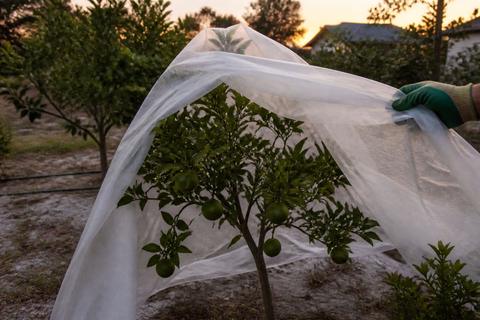 How to Grow Fruit Trees in Florida