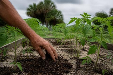 Florida Vegetables guides