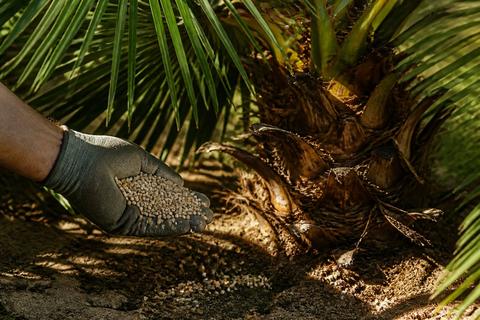 Best Plants for Florida guides