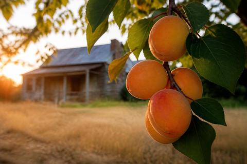 Tips for Growing Apricots in Texas