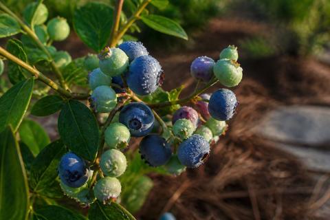 Tips for Growing Blueberries in Texas