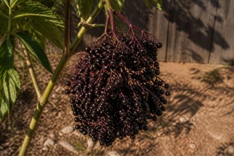 Tips for Growing Elderberries in Texas