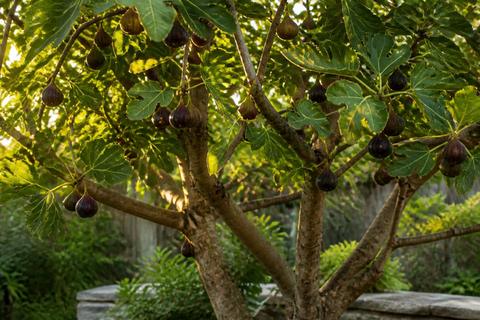 Tips for Growing Figs in Texas