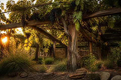 Tips for Growing Grapes in Texas