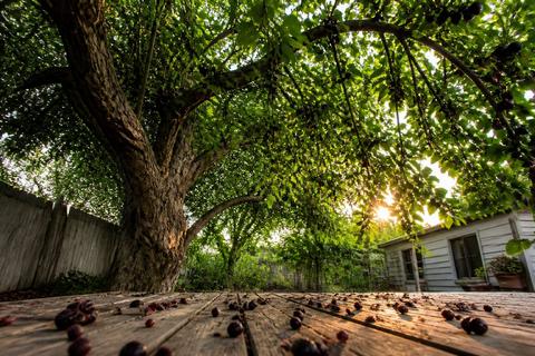 Tips for Growing Mulberries in Texas