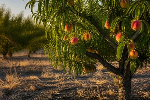 Tips for Growing Peaches in Texas