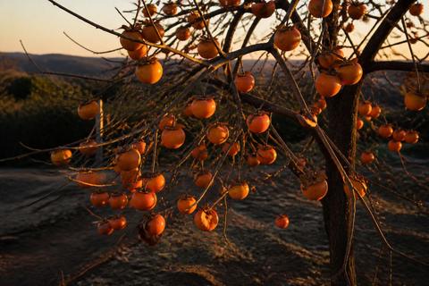 Tips for Growing Persimmons in Texas