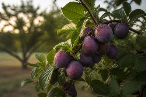 Tips for Growing Plums in Texas