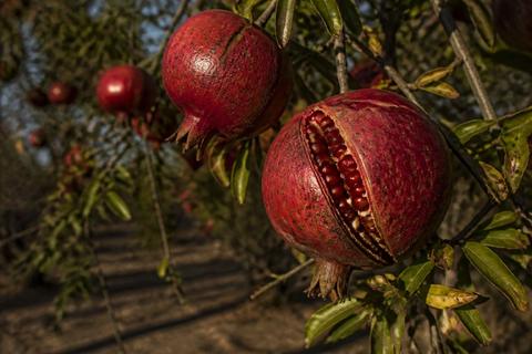 Texas Fruit guides