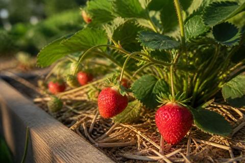 Tips for Growing Strawberries in Texas