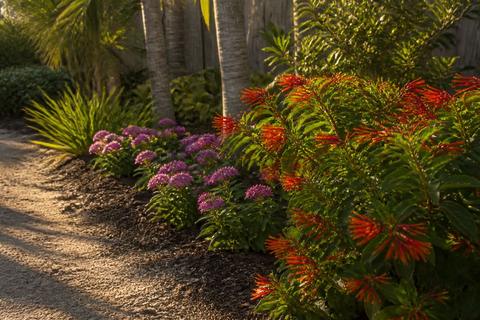 Best Plants for Florida Gardens by Region