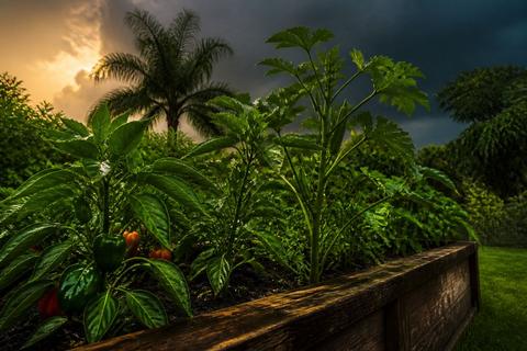 What to Plant in Florida in Summer