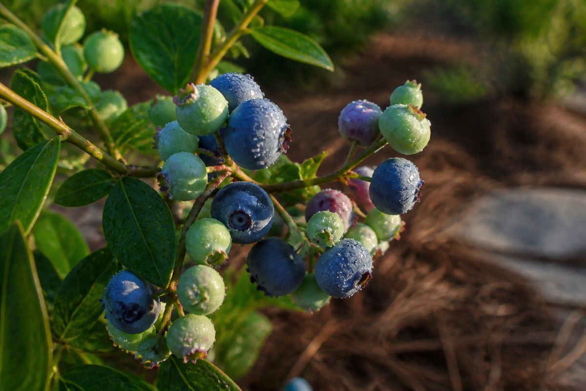 Tips for Growing Blueberries in Texas