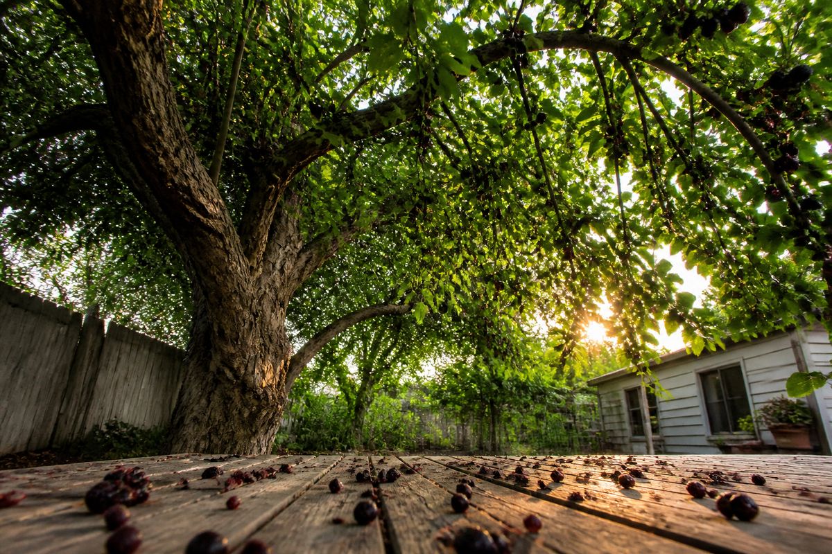 Tips for Growing Mulberries in Texas