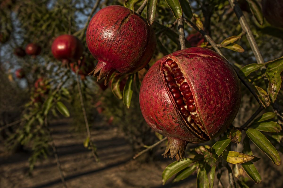 Tips for Growing Pomegranates in Texas